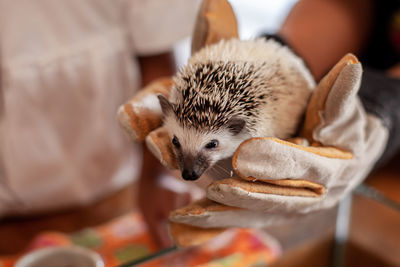 Cropped hands holding hedgehog