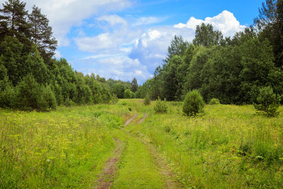 Trees on field against sky