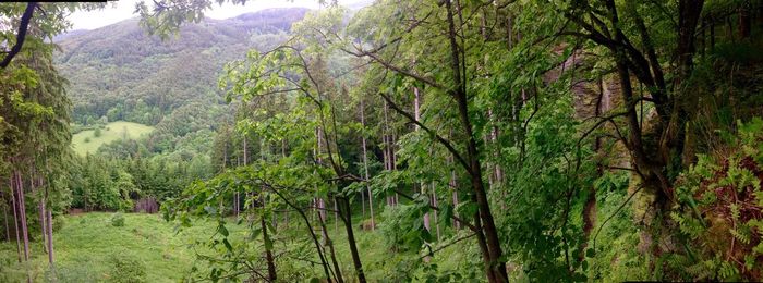 Trees in forest