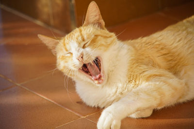 Cat lying on floor