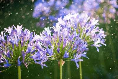 Close-up of purple flowers