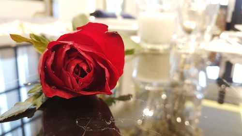 Close-up of red rose in vase