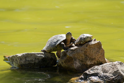 Turtle with hatchling on rock in lake during sunny day