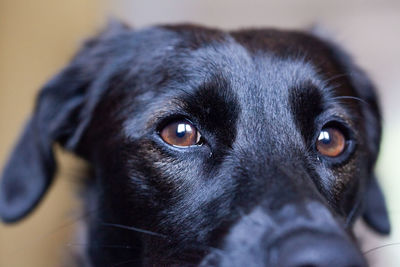 Close-up portrait of black dog