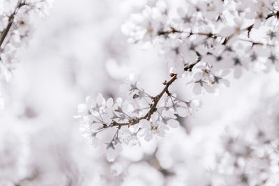 Close-up of white cherry blossom tree