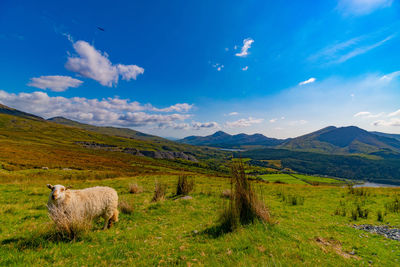 Sheep in a field