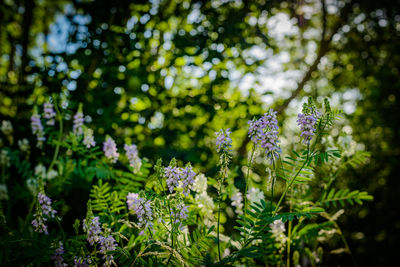 Close-up of purple flowering plant