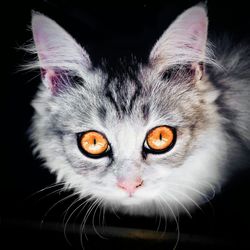 Close-up portrait of cat