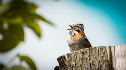 Low angle view of bird perching on a tree