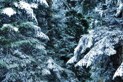 Close-up of waterfall in forest