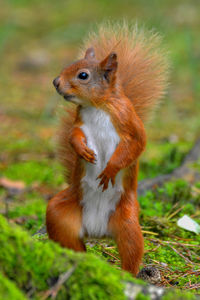 Close-up of squirrel on field