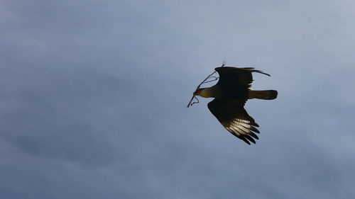 Low angle view of bird flying