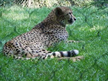 View of cat relaxing on grass