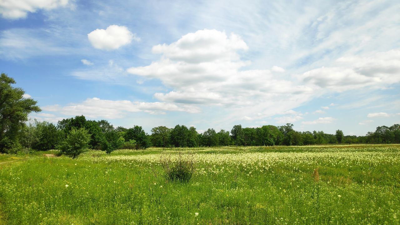 plant, field, land, cloud - sky, landscape, sky, beauty in nature, scenics - nature, tree, tranquility, tranquil scene, green color, environment, growth, nature, rural scene, day, agriculture, grass, no people, outdoors, plantation