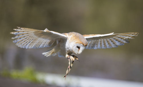 Close-up of eagle flying