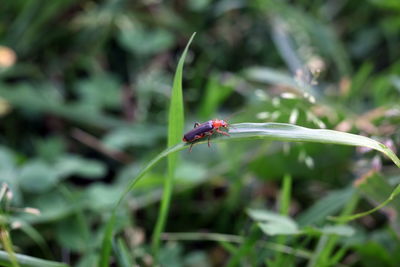 Close-up of ladybug on plant