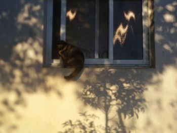 Close-up of window