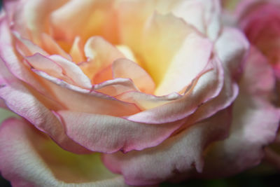 Close-up of rose