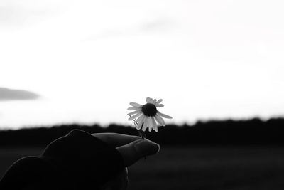 Close-up of hand holding fresh flower against sky