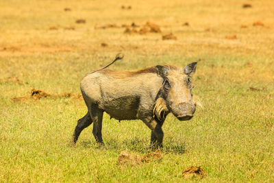 Side view of giraffe on field