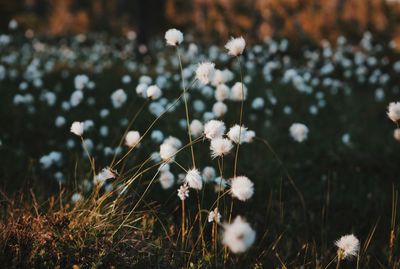 Cotton grass field