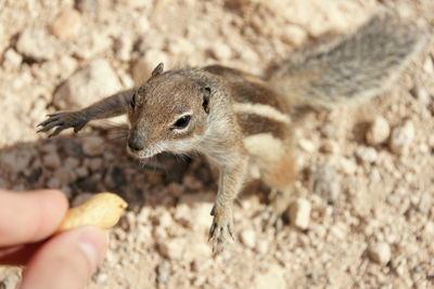 Close-up of hand holding squirrel