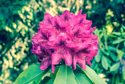 Close-up of flower blooming outdoors