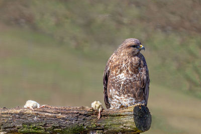 Close-up of bird perching on log