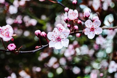 Close-up of pink flowers on branch