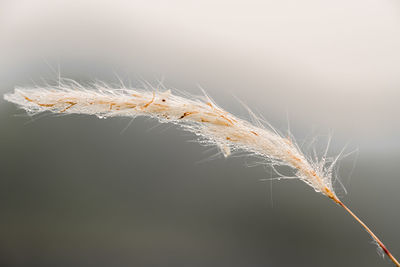 Close-up of plant against blurred background