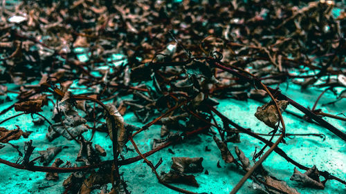 High angle view of dried plant on land