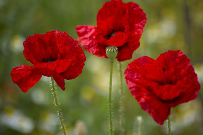 Close-up of red poppy flower