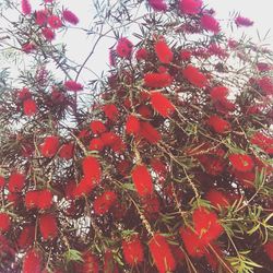 Low angle view of red flowers