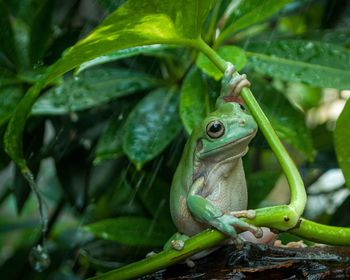 A cute green frog under the leaf