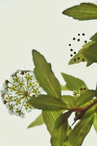 Low angle view of plants