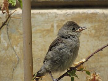 Close-up of bird perching outdoors