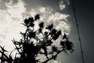 Low angle view of silhouette flowering plants against sky