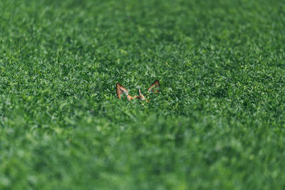 Roe deer ears stick out in the green grass