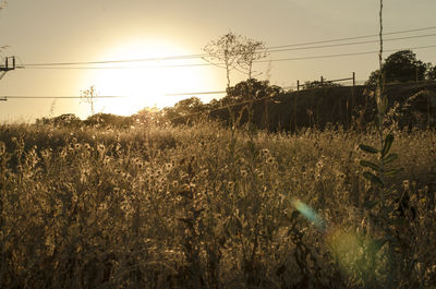 Plants growing on field against sky