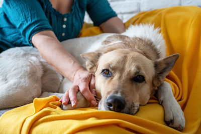 Portrait of dog relaxing on sofa