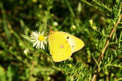 Close-up of butterfly pollinating on yellow flower