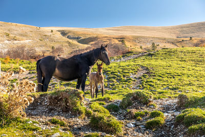 Horse standing in a field