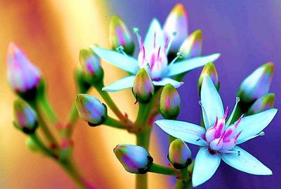 Close-up of purple flowers