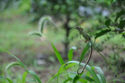 Close-up of a bird