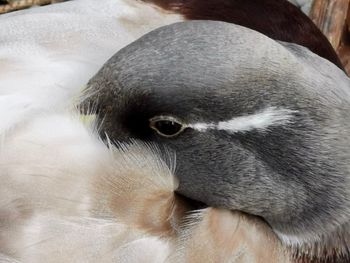 Close-up of a cat