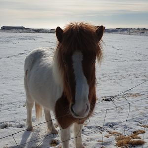 Horse standing in snow