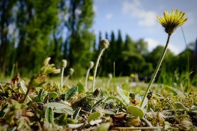 Close-up of yellow flowers growing in field