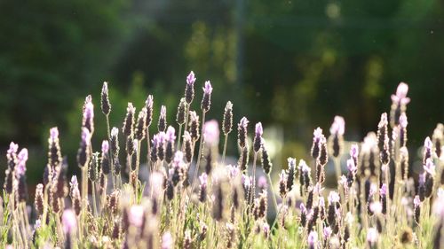 Close-up of purple flowering plants on field