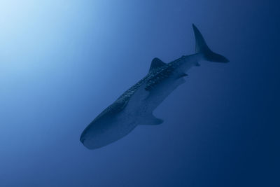 Whale shark wide angle photo, maldives
