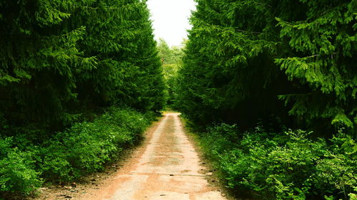 Narrow road along trees in forest